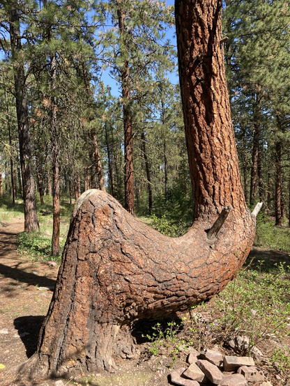 A pine tree that was forced to bend in the forest formed an unusually wide base before at last growing straight up. To the left, a path in the forest passes the bent tree and disappears. The sky is a lovely blue.