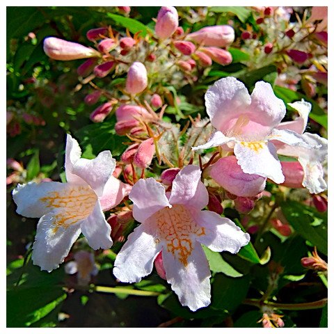 The image features a cluster of flowers with delicate, white petals that have a soft, fuzzy texture. The petals are slightly ruffled at the edges, and each flower has a distinct pattern of orange-yellow veins radiating from the center. The flowers are surrounded by numerous pinkish buds, indicating that the plant is in full bloom. The background is filled with green leaves, providing a lush contrast to the flowers. The lighting in the image is bright and natural, highlighting the intricate details of the petals and the vibrant colors of the flowers. The overall composition is a close-up view, focusing on the beauty and intricacy of the blossoms.

Provided by @altbot, generated privately and locally using Ovis2-8B