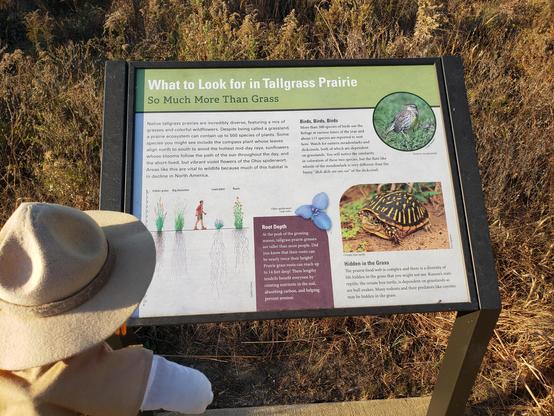 Ranger Sarah learns about the Tallgrass Prairie found here at the wildlife refuge. Did you know some native tallgrass prairie plants have roots that go 14 feet down into the ground.
— at Marais des Cygnes National Wildlife Refuge.