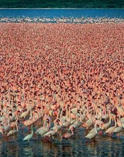 An F Load of flamingos