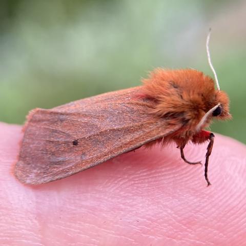 A side on shot of a small 2cm moth on a finger.  It faces right.  It has slightly pulled itself up on its front legs resembling an old man holding a walking stick. It has a shock of very fluffy deep orange-red fur on its head.  Its wings are more powdery ruby red with a single black spot two-thirds of the way down.