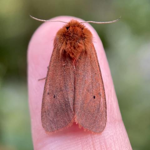 An overhead shot of the same aforementioned 2cm moth on a finger.  It has deep orange-red hair and more ruby powdery wings with a single black spot on each. It has two white antennae pointing left and right.