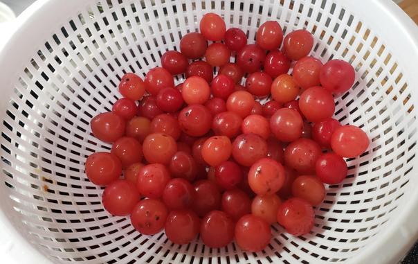 Shiny red sand hill plums in a white collander.