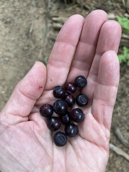 A handful of purple huckleberries