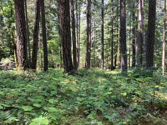 Sunlight dapples the forest floor covered in greenery as the tall trees stand guard