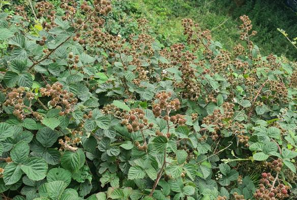 A photo of a large wild blackberry bush, with lots of brownish stalks sticking up from the leaves, covered in very immature berries.