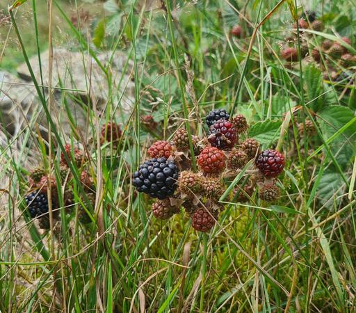 A closer photo of a bunch of blackberries, amongst long grass. The berries range from small, immature ones, to some further along that are reddening and plumping out, to black berries, ready to eat.