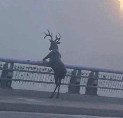 Male deer standing on hind legs with arms on the railing of a seaside pier, looking wistfully off into a fog-shrouded distance