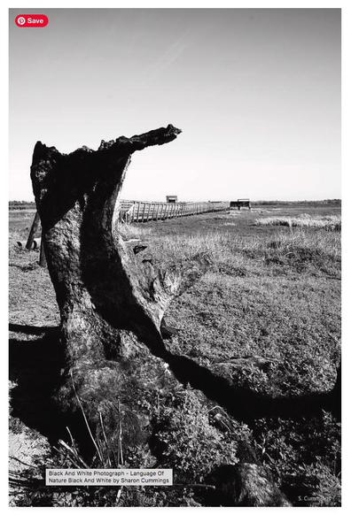 Black and white landscape of a dead tree and boardwalk by Sharon Cummings.