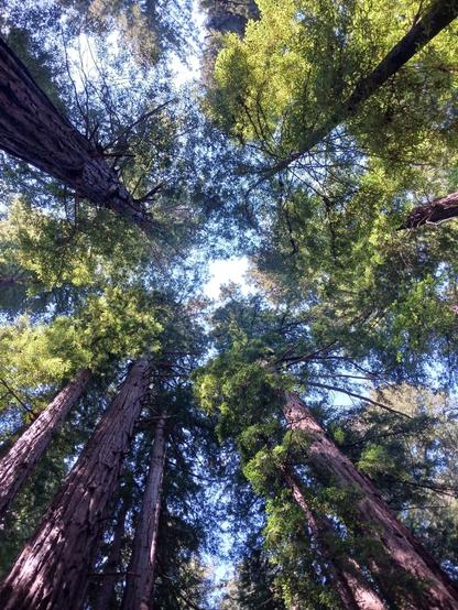 Photo looking directly upwards taken in the middle of a grove of redwoods on a sunny day. A small circle of white sky is visible in the center, surrounded by leafy green treetops through which light blue sky can be seen. Long, straight, dark brown tree trunks extend "downward" towards the edges of the photo.