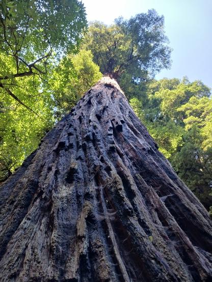 Photo looking directly upwards at a redwood tree, taken while standing as close to the tree as possible. Up close in the forefront is dark brown, rough bark with deep grooves, with cobweb-like matter in some places. The tree extends upwards, and the leafy green treetop is seen in sunlight against a bright white-to-light-blue sky.