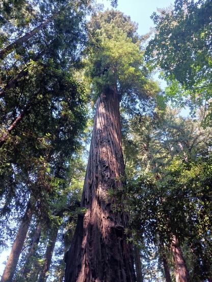 Photo taken in dappled sunlight looking skyward at the top portion of a redwood tree. The thick brown, grooved trunk extends for about 3/4 of the length of the photo, and the leafy green treetop comprises the top 1/4. Many other thinner redwoods surround this tree, and light blue sky can be seen between tree trunks and leaves.