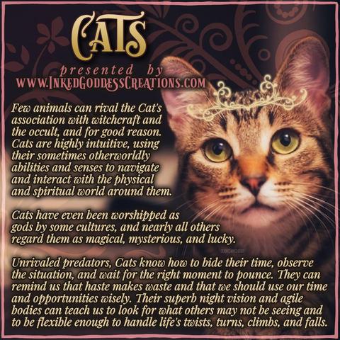 A mackerel tabby cat peers at the viewer with gold-green eyes. Its face is illuminated, shading the rest of the photo into darker colors and a shallow depth of field. The text details cats' role in human history, their symbolism, and their magickal associations. Presented by Inked Goddess Creations.