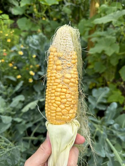 A hand holding a partially husked ear of corn, revealing kernels with some silky threads still attached. Not all kernels are fully pollinated. The background is filled with green foliage.