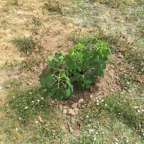 A young fig tree in the ground.