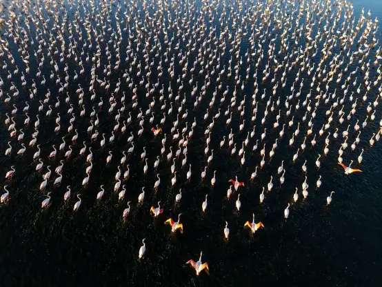 Countless flamingos in an artificial pond, seen from above.