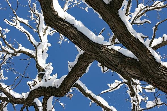snowy branches against blue sky