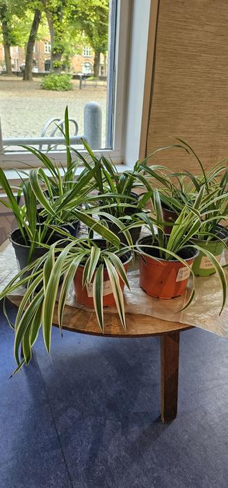 A small wooden table with short legs standing on a blue floor and populated by pots with fresh shoots of plants. Each pot has a label with an author name.