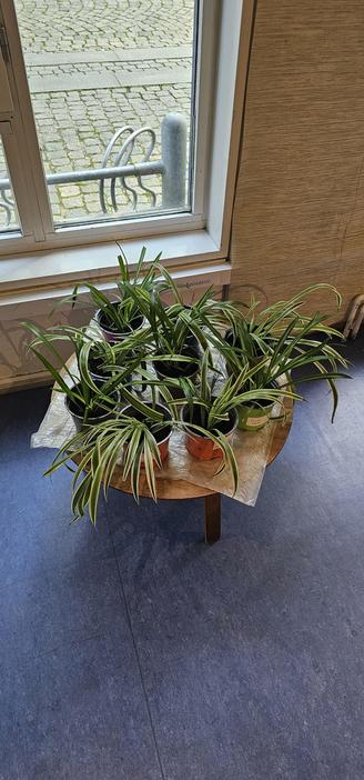 A small wooden table with short legs standing on a blue floor and populated by pots with fresh shoots of plants. Each pot has a label with an author name.