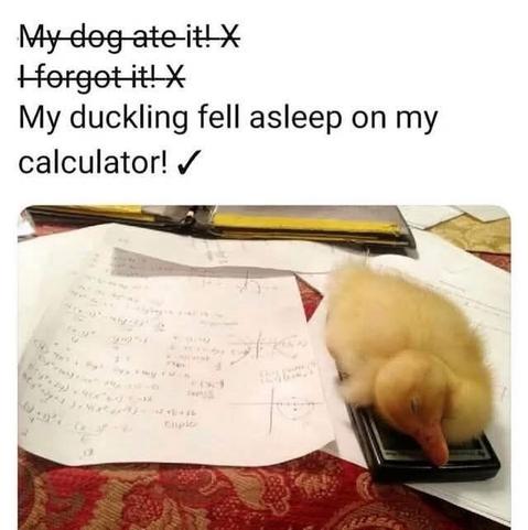 A yellow duckling sleeping on the calculator of someone's homework.

Text:
"My dog ate it" (with strikethrough)
"I forgot it" (with strikethrough)
"My duckling fell asleep on my calculator!" (checked)