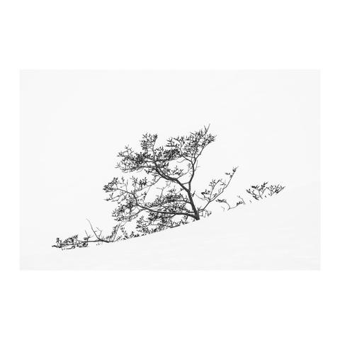 Snow and tree