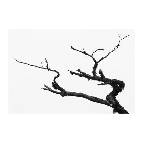 Patterns and forms in trees