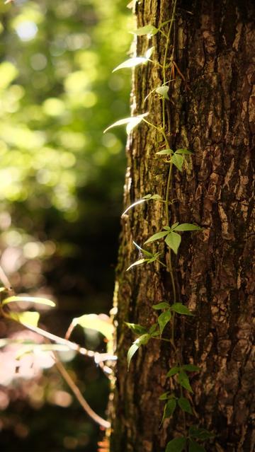A vine creeps up the side of a tree. The top part of it catches sunlight shining down into the forest. To the left, the forest background is out of focus and blurry.