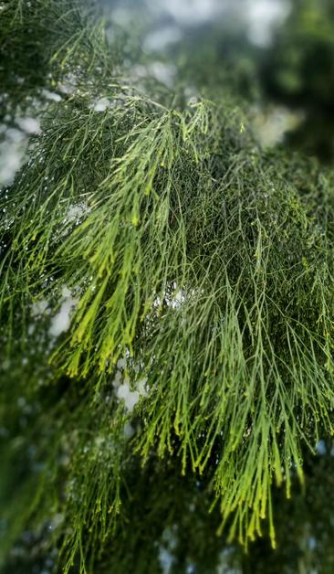 Cherry Ballart leaves are long, thin and green. They are like fibre optic cables, hanging down in clusters
