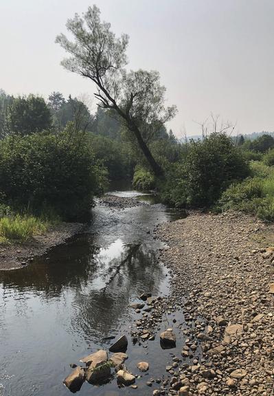 Photograph of a small river with a shore of pebble rock on the right, and a tall willow tree leaning over in the middle. Smaller trees and other green bushes are growing on each side. The sky would have been bright blue if not for the smoke coming from wildfires elsewhere in the country.