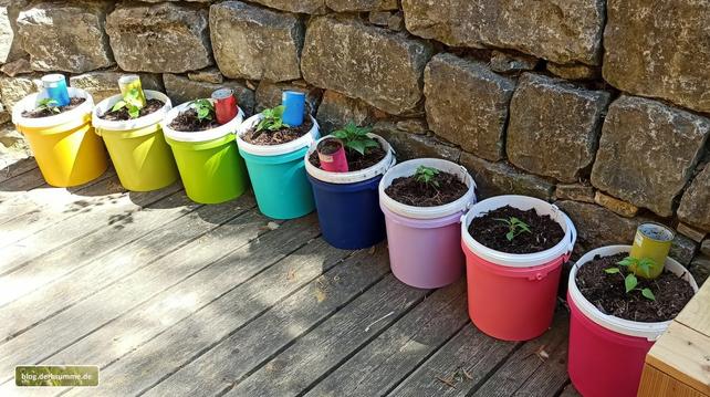 Bunte Zehnlitereimer (gab's kostenlos beim Bäcker), mit Acrylfarbe besprüht und mit jungen Chili & Paprika bepflanzt. Im Hintergrund eine Steinmauer.