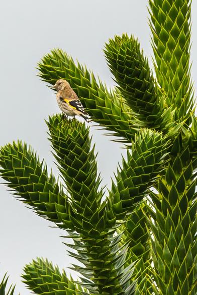 Das Bild zeigt einen Stieglitz, der auf den spiralförmigen Ästen einer Araukarie sitzt.


Das Bild zeigt einen Stieglitz, der auf einem leuchtend grünen Araukarienbaum sitzt. Der Vogel ist klein und hat ein braunes, gelbliches Gefieder mit schwarzen Markierungen. Er sitzt auf einem der kegelförmigen Äste des Baumes, die aus vielen kleinen, überlappenden Blättern bestehen. Die Blätter sind kräftig grün und haben eine schuppige Textur. Der Hintergrund ist ein heller, fast weißer Himmel, der den Kontrast zum satten Grün des Baumes und dem braunen Gefieder des Vogels verstärkt. Die Gesamtstimmung des Bildes ist ruhig und friedlich, es vermittelt ein Gefühl von Ruhe und Natürlichkeit. Das scharfe Fokussieren auf den Vogel und den Ast lässt die Details sowohl des Vogels als auch der Pflanze gut erkennen.  Die Komposition des Bildes ist einfach, aber effektiv, wobei der Vogel das Zentrum des Bildes bildet und der Blick des Betrachters durch die Form des Baumes geleitet wird. Die Farbpalette ist begrenzt, aber dennoch ansprechend, mit dem Kontrast zwischen dem Grün und dem Braun, der das Auge anzieht.