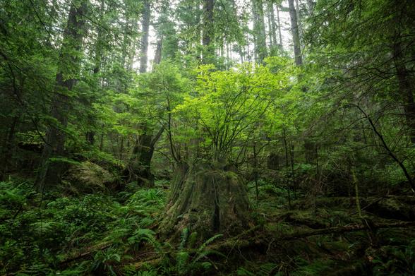 A photograph of a nurse stump in the forest. The stump is in the middle of a "clearing" in the forest; still full of moss, branches and other debris. The stump has multiple smaller branches growing out of the top of it, with brighter green leaves than the surroundings coming out.