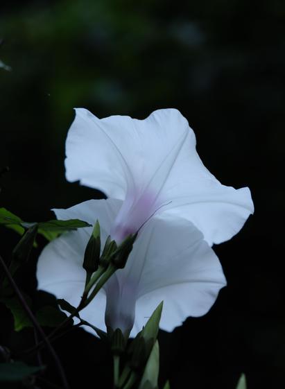 Two white wild morning glory blossoms taken from their backside: the sunlight is shining through the petals.