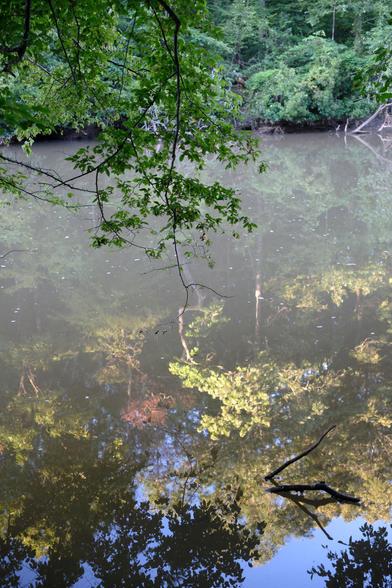 A creek view: Green leaves at the top with no sunshine; at the bottom, on the water, the top part of the trees are reflected with bright sunshine and blue sky.