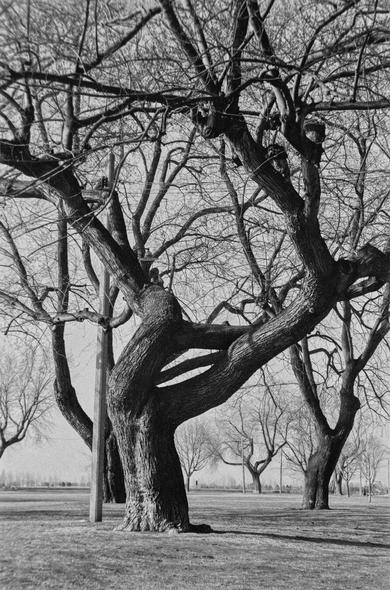 black and white photo of mature leafless trees in park
