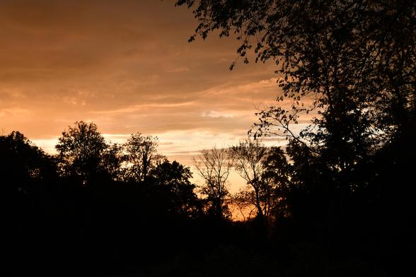 Smooth, rust-orange clouds with a grey underlayer reflect the sunset after a thunderstorm. The black silhouettes of trees, mixed deciduous and coniferous, stand out sharply against the sky. Below the smooth cloud layer, a thin streak of pale blue fades into orange. Two leafless trees frame the heart of the sunset. Tall trees in full leaf rise at the right side of the photo, tossing a cascade of sharp, oval leaves across the top of the frame.