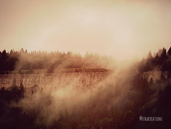 Massif du Risoux (Doubs). Les conifères émergent des nuages. Photo sépia.