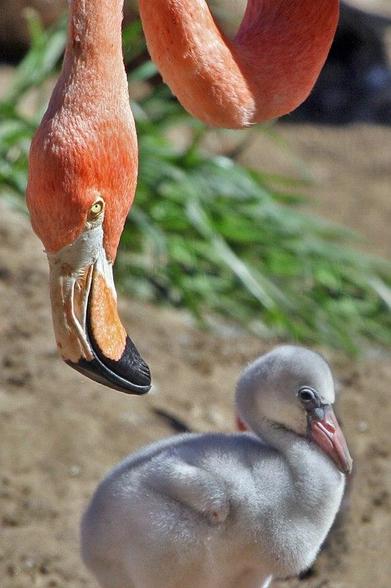 Das Foto zeigt zwei Flamingos. Ein älteres Tier ist rosa gefärbt und beugt sich zu einem grauen Jungtier herab