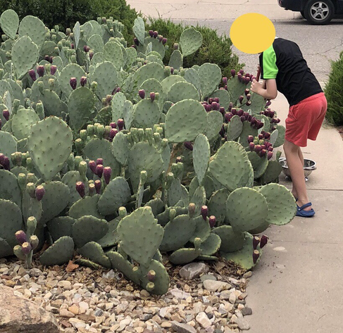 Child carefully using tongs to pry off tunas from prickly pear