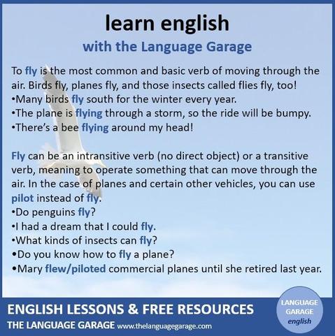 English verbs of flying, examples with fly, image of a seagull