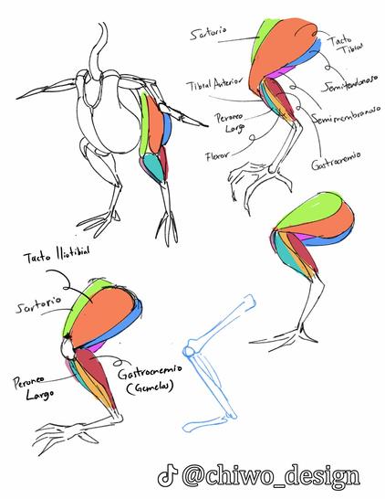 bird leg sketches
