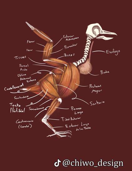 bird anatomy sketches