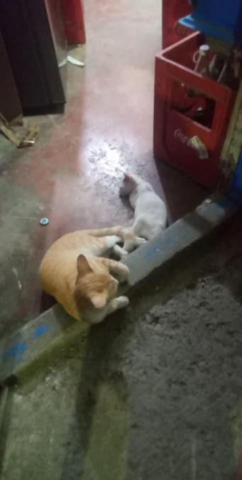 Two cats, one ginger the other one is white, both are lying on a concrete floor next to a low, raised ledge. The ginger cat is larger leaning on the concrete and is curled up, while the white cat is visibly looks lethargic and probably because of Malnutrition could be or might be sick. A red Coca-Cola crate is visible in the background