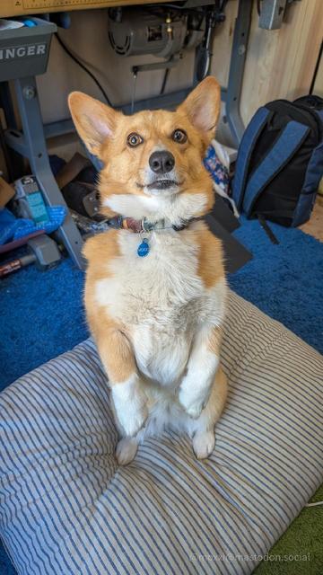 Moxxi the corgi is sitting upright like a meercat on a white dog bed with blue stripes. There's a singer commercial sewing machine in the background and a blue backpack. She's on a blue rug.