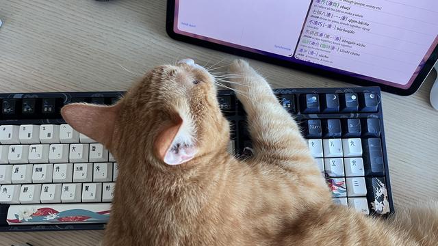 Picture taken from above of an orange cat lying on a wooden table and across a mechanical keyboard, with his paw and head resting on the keys. Next to the keyboard, a tablet is displaying Chinese vocabulary.
