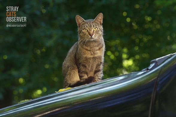 A tabby cat sits on the hood of a car