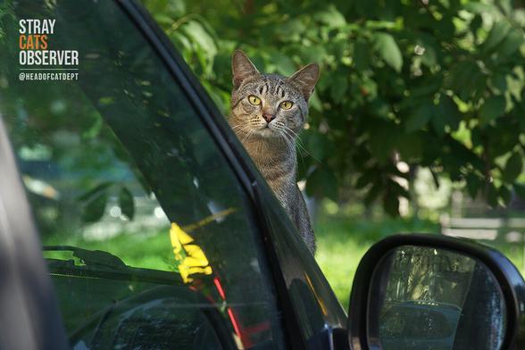 A tabby cat peeks out from behind a car