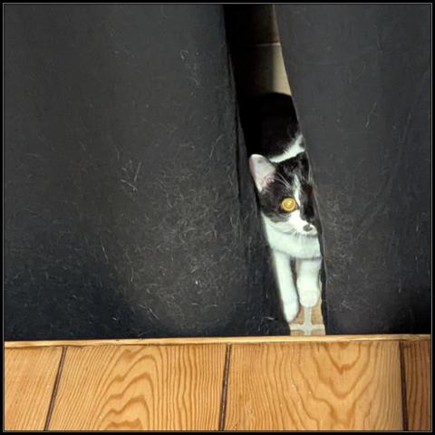Lemon the cat staring at me from in between two curtains, thinking she's being very stealthy hiding behind them. Taken seconds before the inevitable ambush.