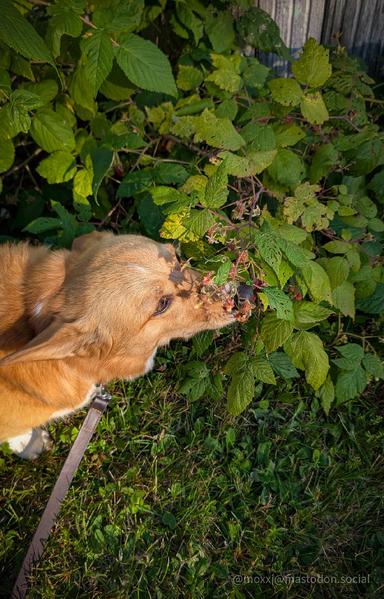 Moxxi the corgi is nose deep into a raspberry shrub. She's looking for the good stuff.