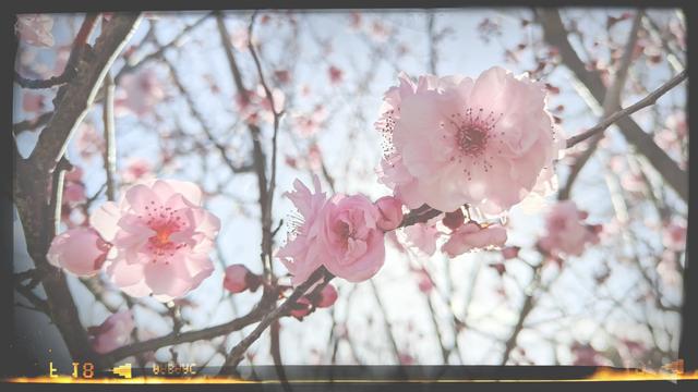 blossoms backlit by the sun